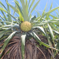 Pandanus odorifer (Forssk.) Kuntze